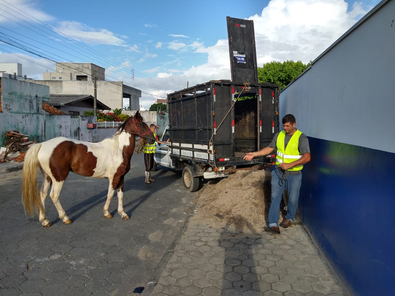 cavalo apreendido em Navegantes