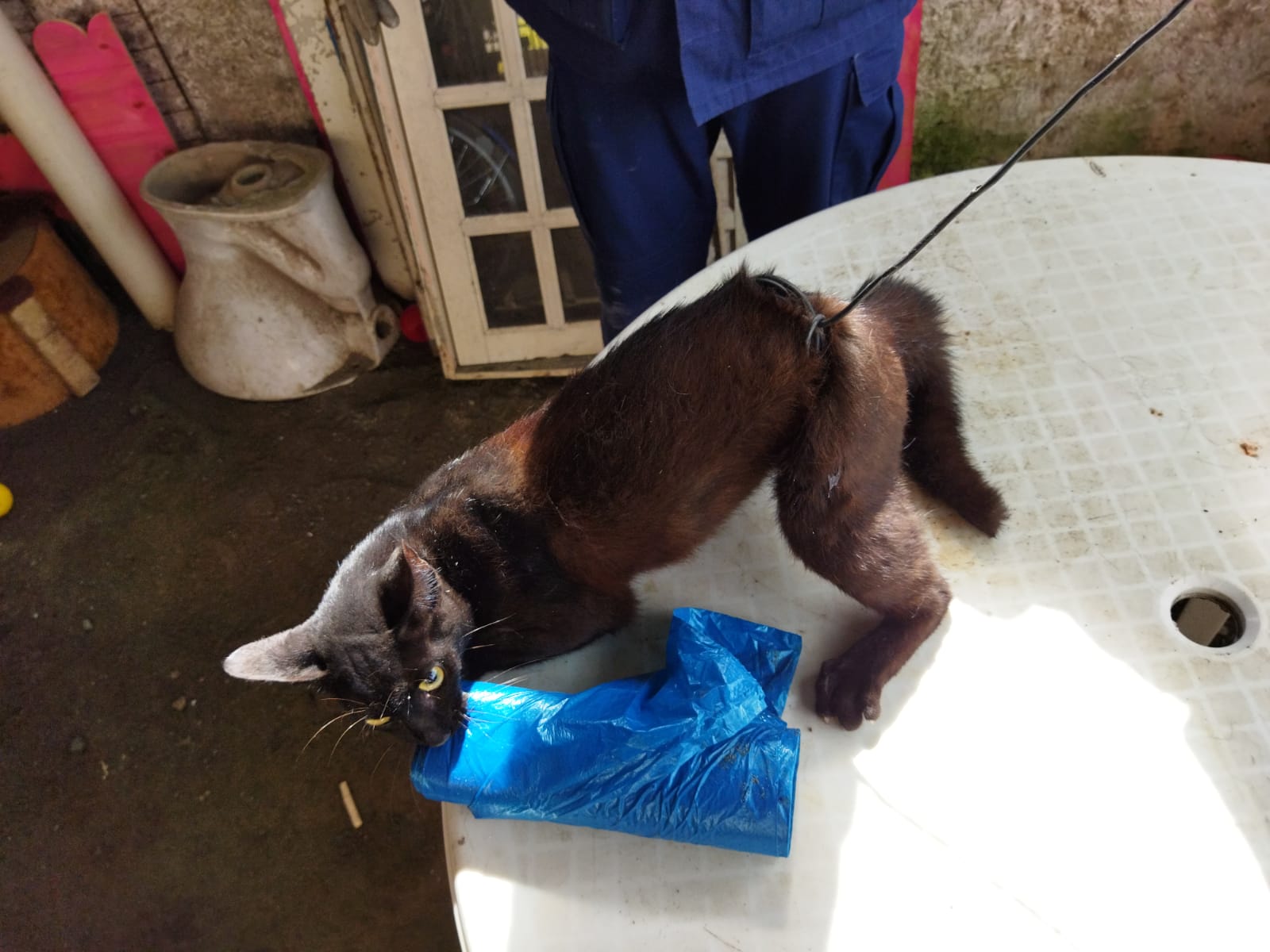 Gato preso ao varal pelo abdômen é resgatado