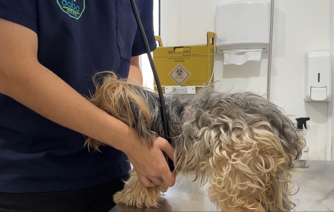 Navegantes abre agenda pra mutirão de castração