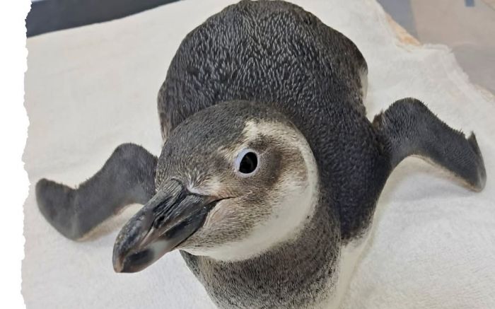 Região tem primeiro resgate de pinguim da temporada