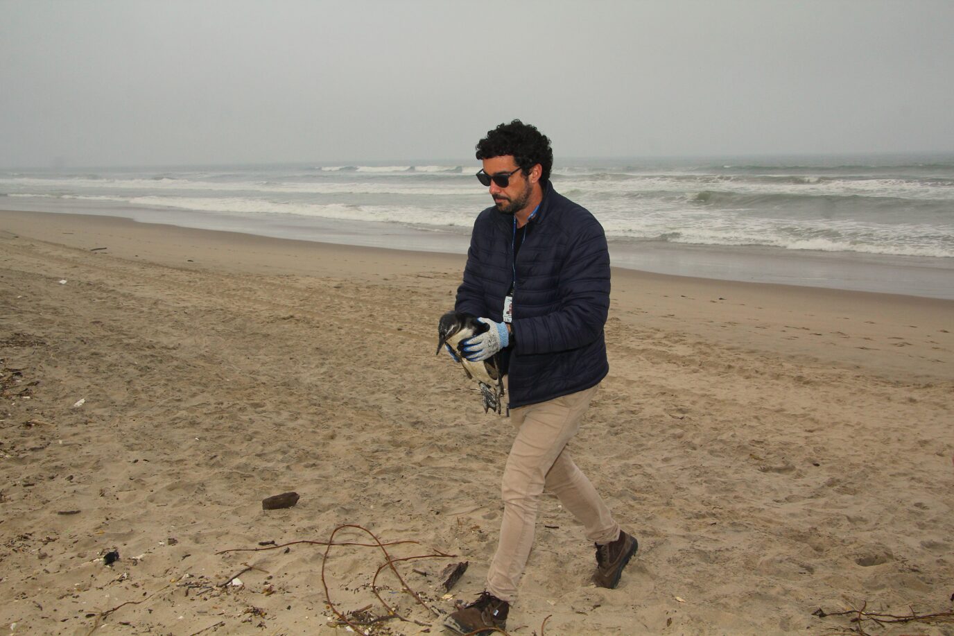 Navegantes registra presença de pinguins-de-Magalhães