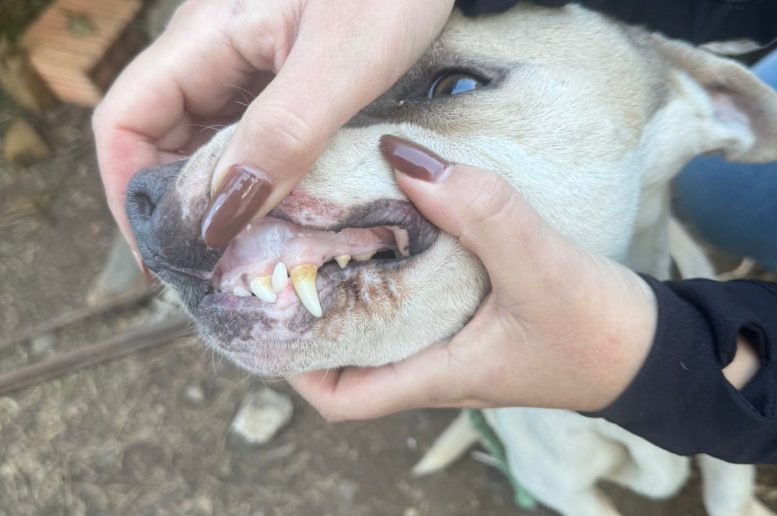 Tutor de Pit Bull é detido em Itajaí após maus-tratos