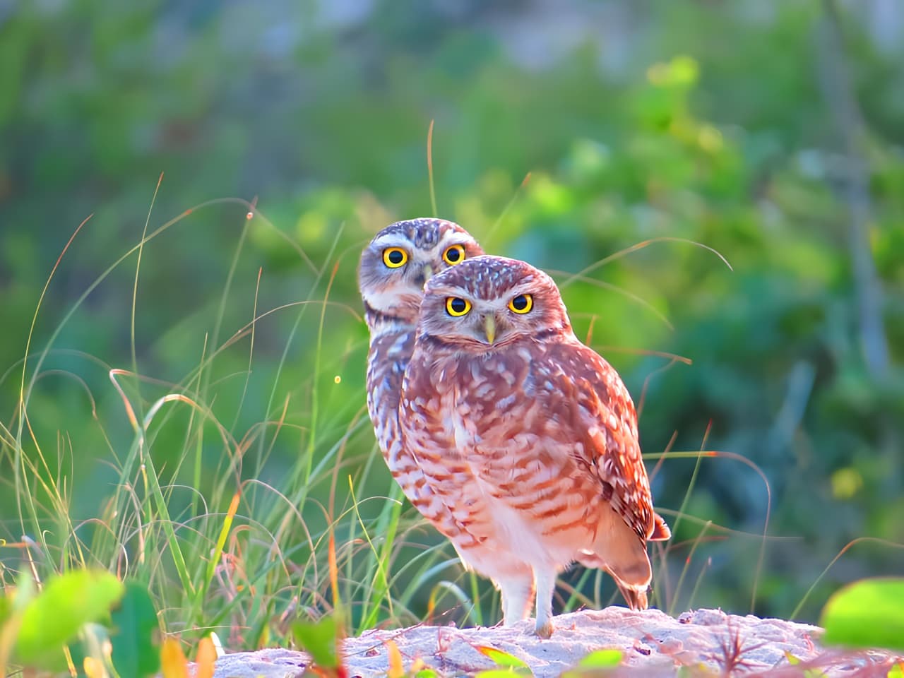 Navegantes inicia projeto de proteção à coruja-buraqueira