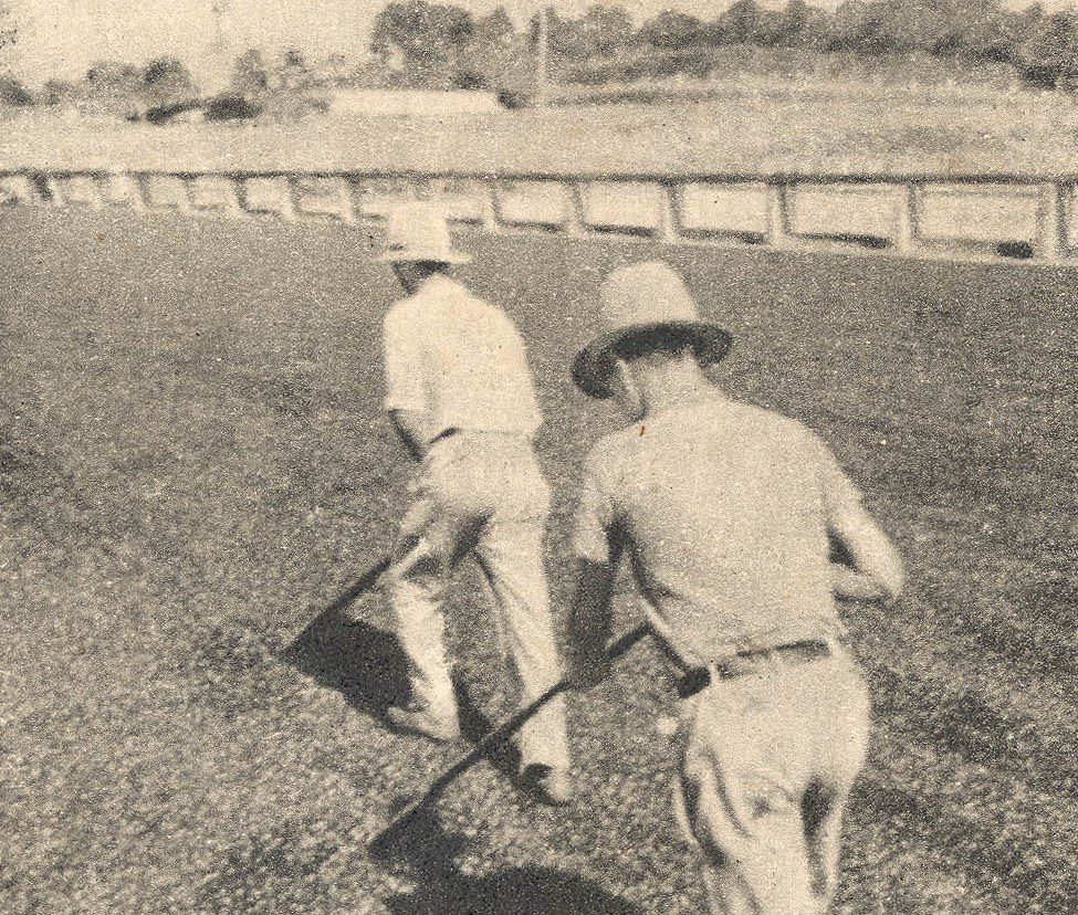 Os cafezais de Navegantes