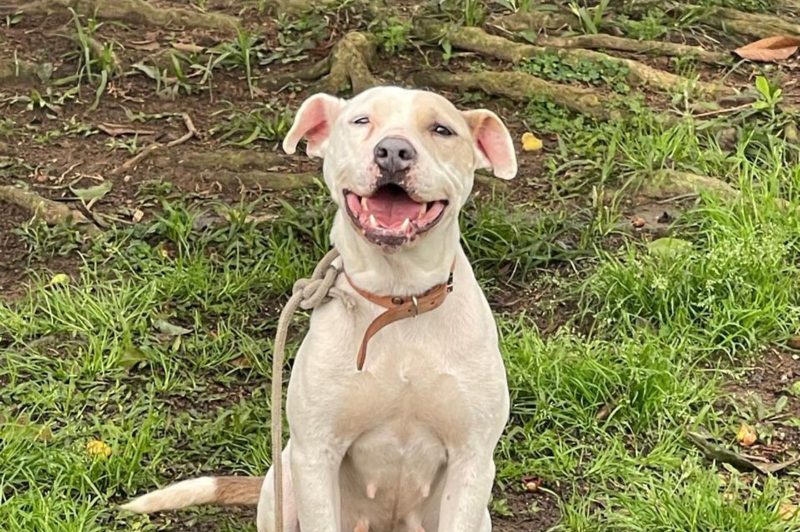 Cadela que dono foi preso por maus tratos está pra adoção