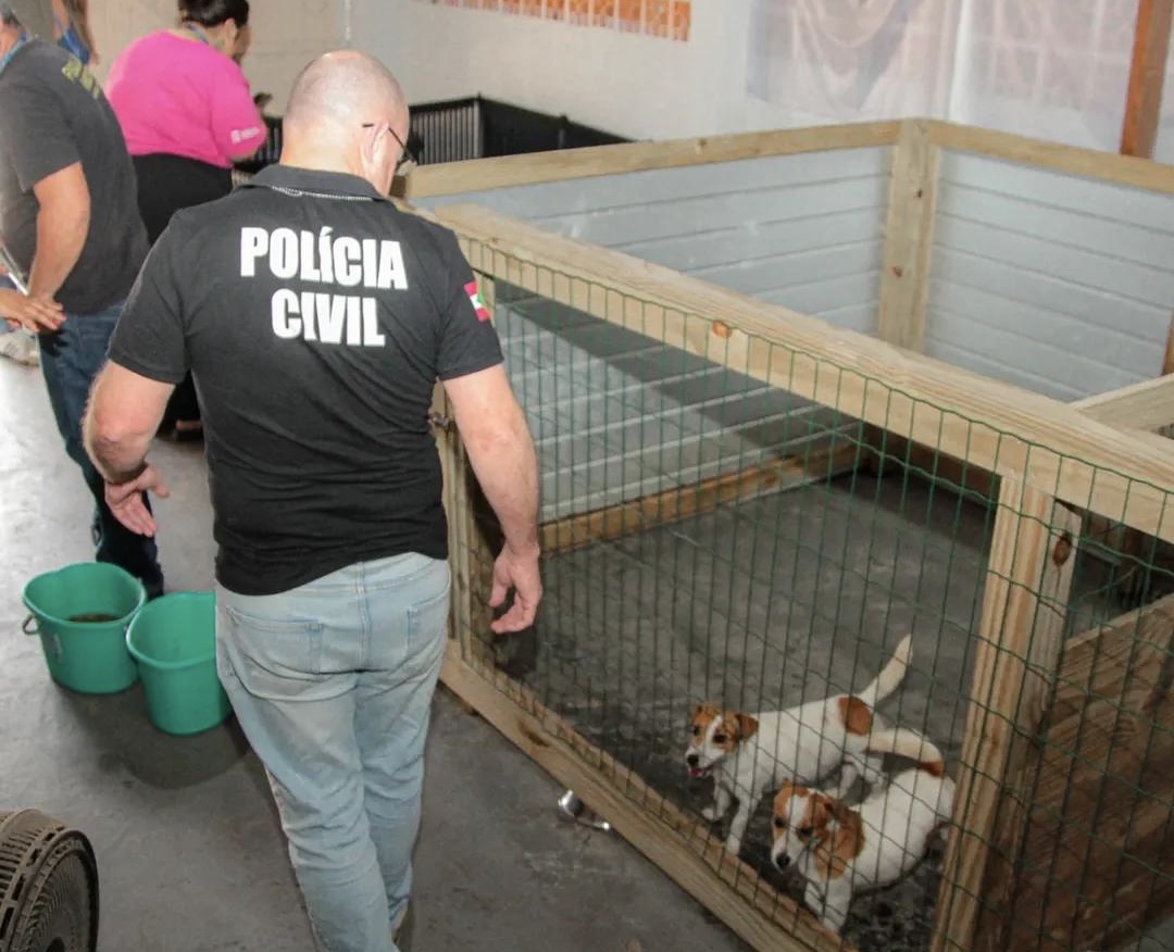 Canil clandestino é fechado no bairro Meia Praia em Navegantes