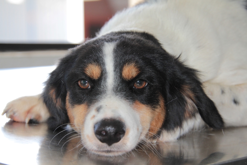 Dezembro Verde expõe onda de abandono e mobiliza ações intensivas em Navegantes