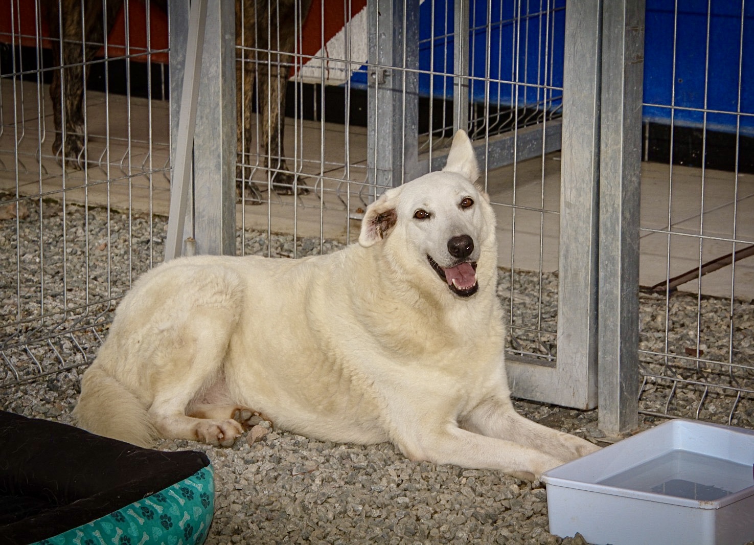 Navegantes realiza feira de adoção de cães neste sábado (27)