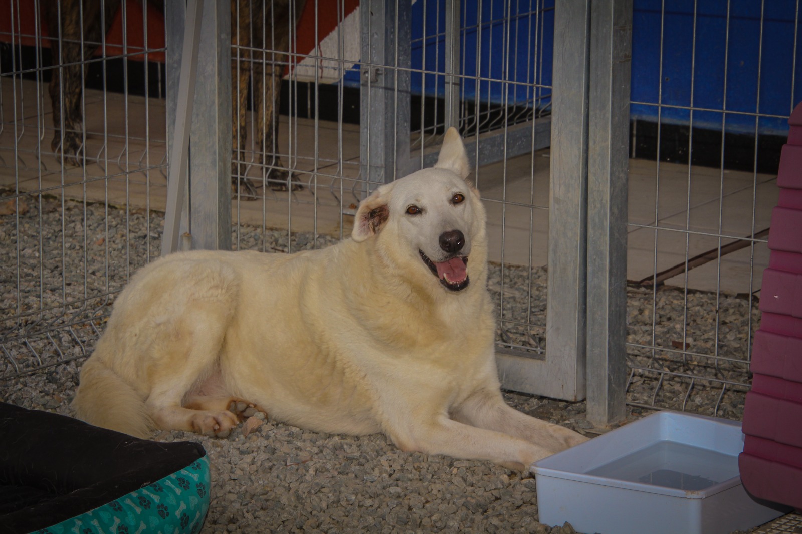 Adoção de animais ganha força com duas feiras simultâneas em Navegantes