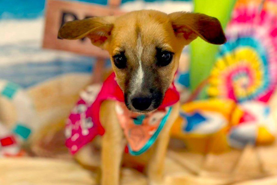 Navegantes promove feiras de adoção em todos os sábados de janeiro